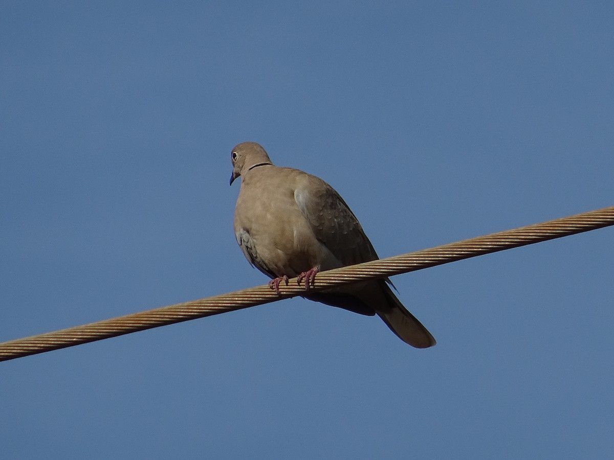 Eurasian Collared-Dove - KELLI DELGADO