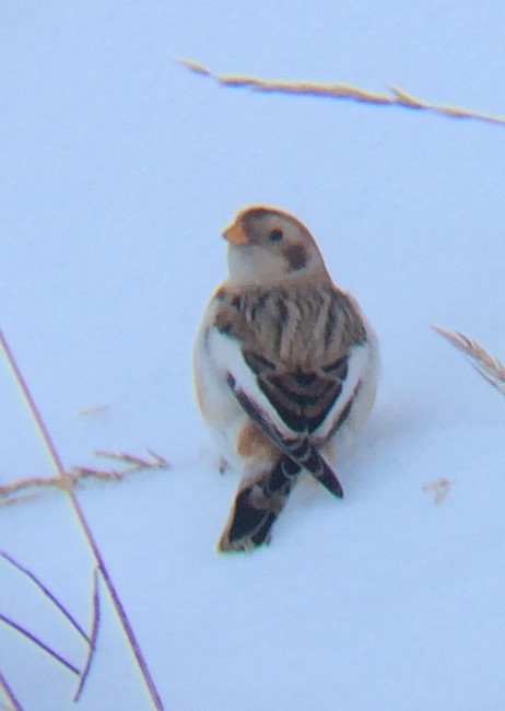 Snow Bunting - S. Bryce Robeson