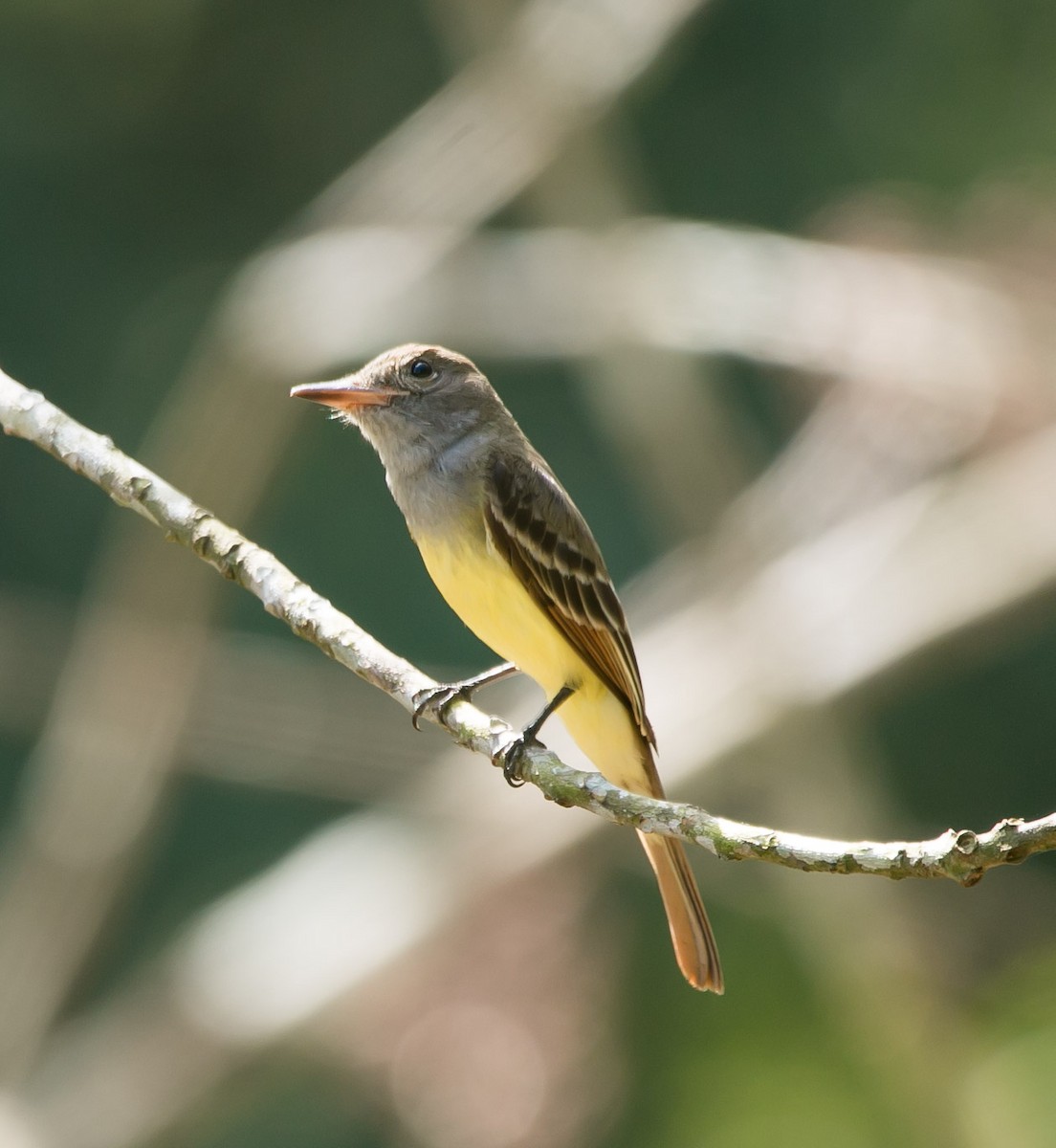 Great Crested Flycatcher - ML142492851