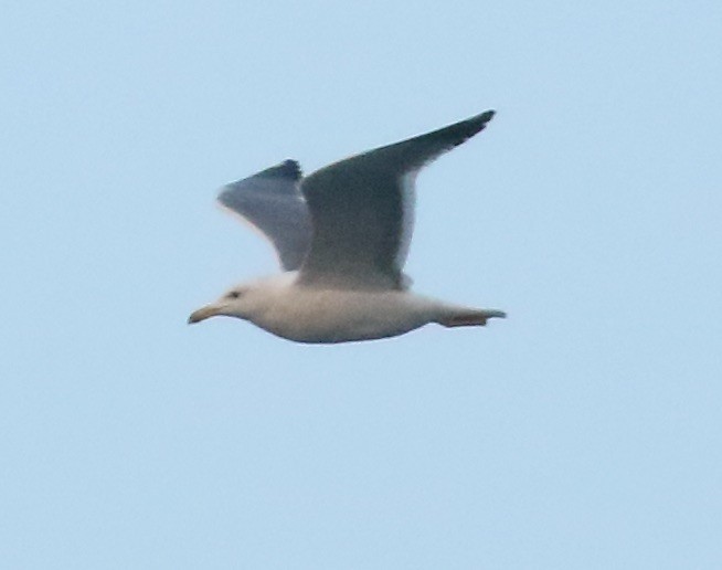 Lesser Black-backed Gull (Heuglin's) - ML142494101