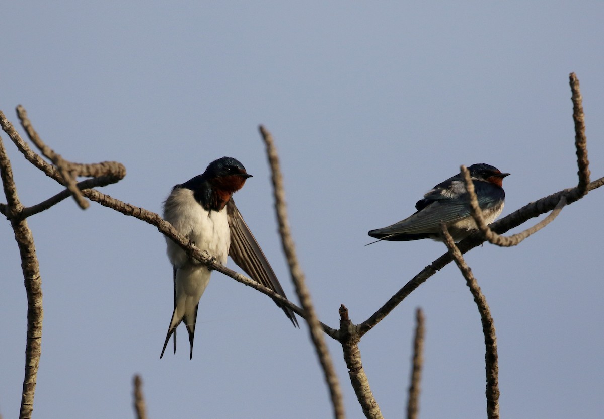 Red-chested Swallow - ML142499131