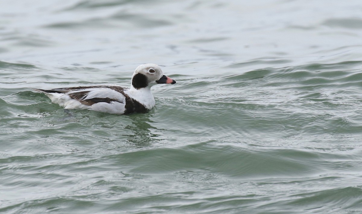 Long-tailed Duck - ML142504861