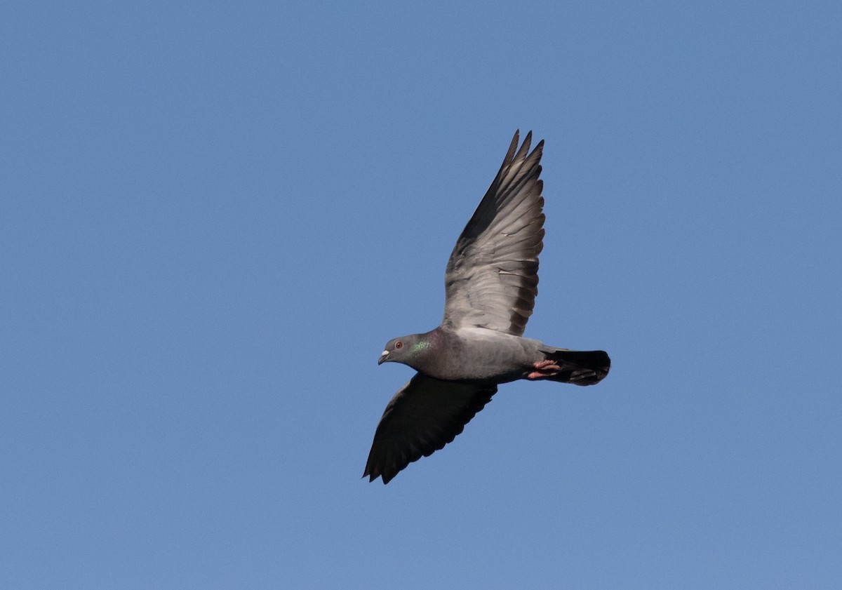 Rock Pigeon (Feral Pigeon) - ML142505661