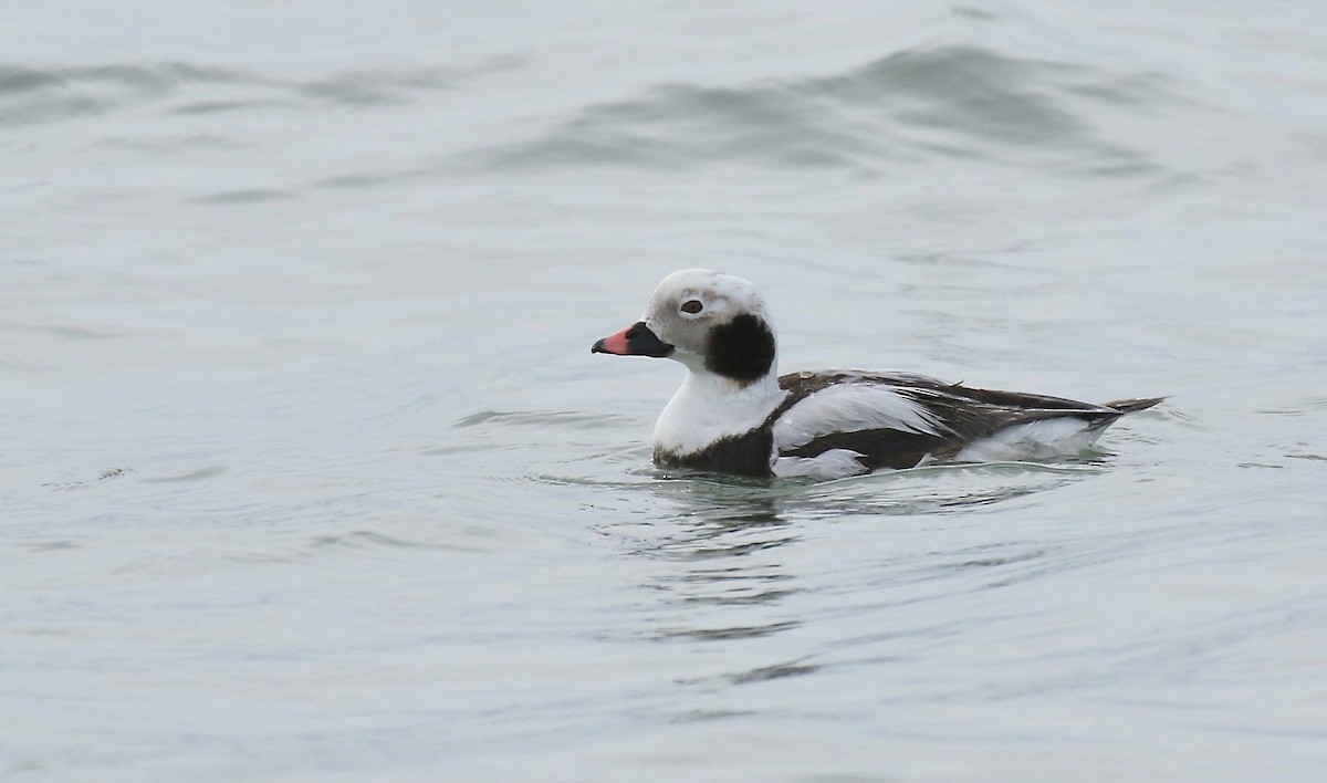 Long-tailed Duck - ML142505841