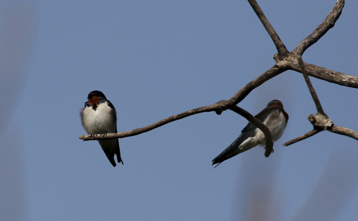 Red-chested Swallow - ML142506191