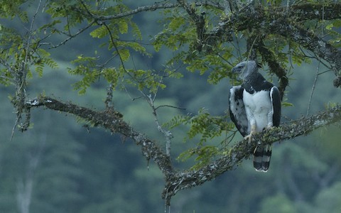 Harpy Eagle - Harpia harpyja - Media Search - Macaulay Library and eBird