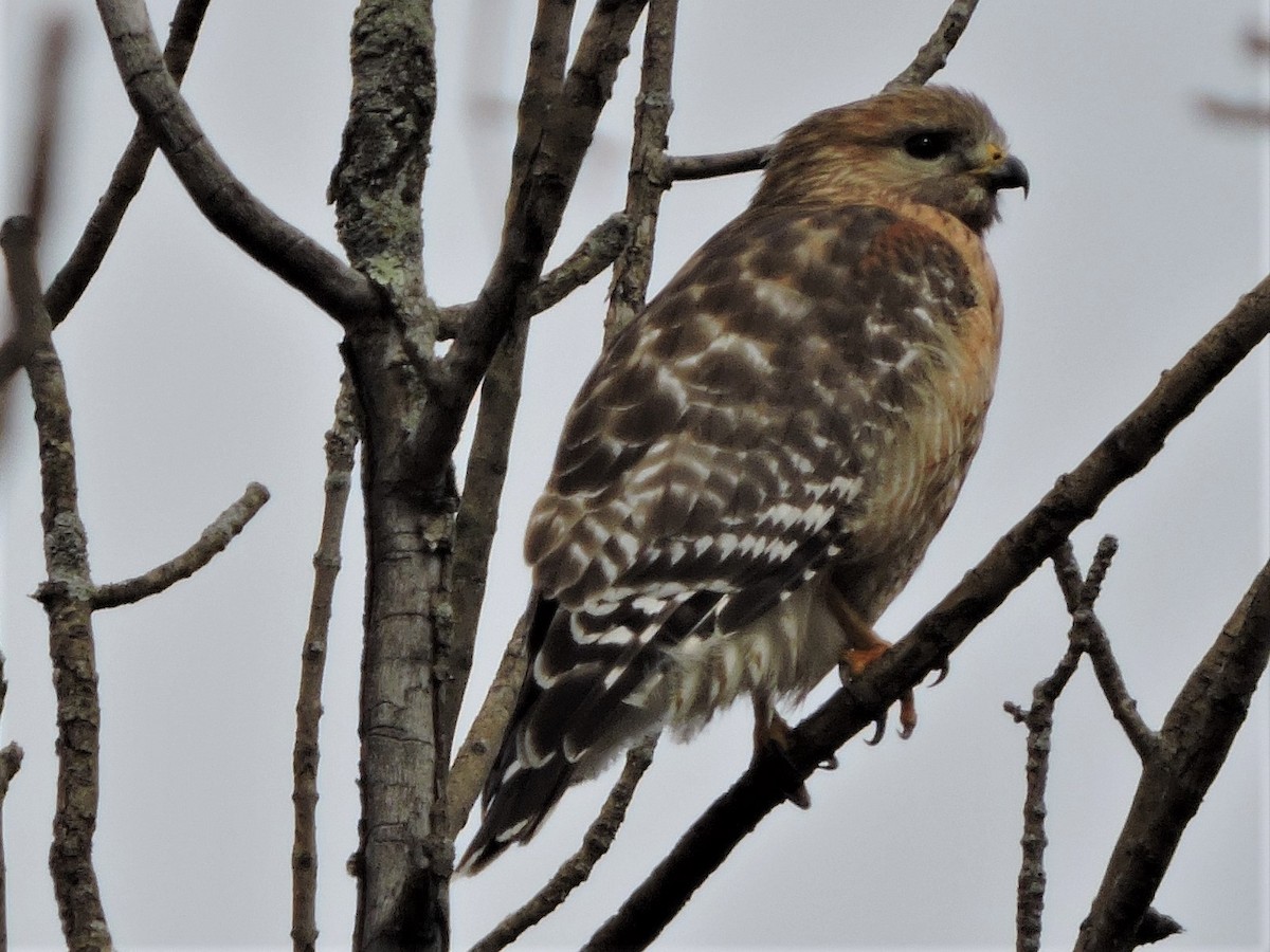 Red-shouldered Hawk - Michael Clay