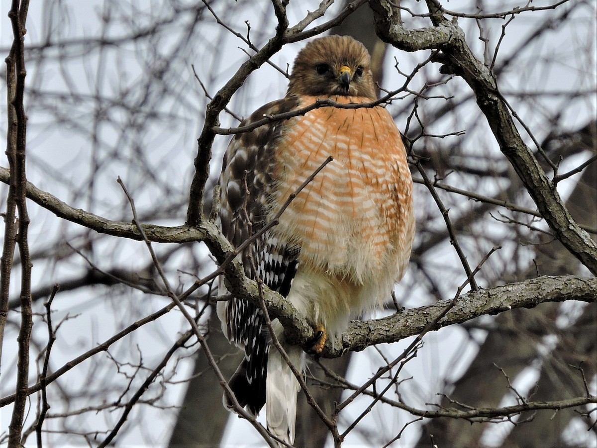 Red-shouldered Hawk - Michael Clay