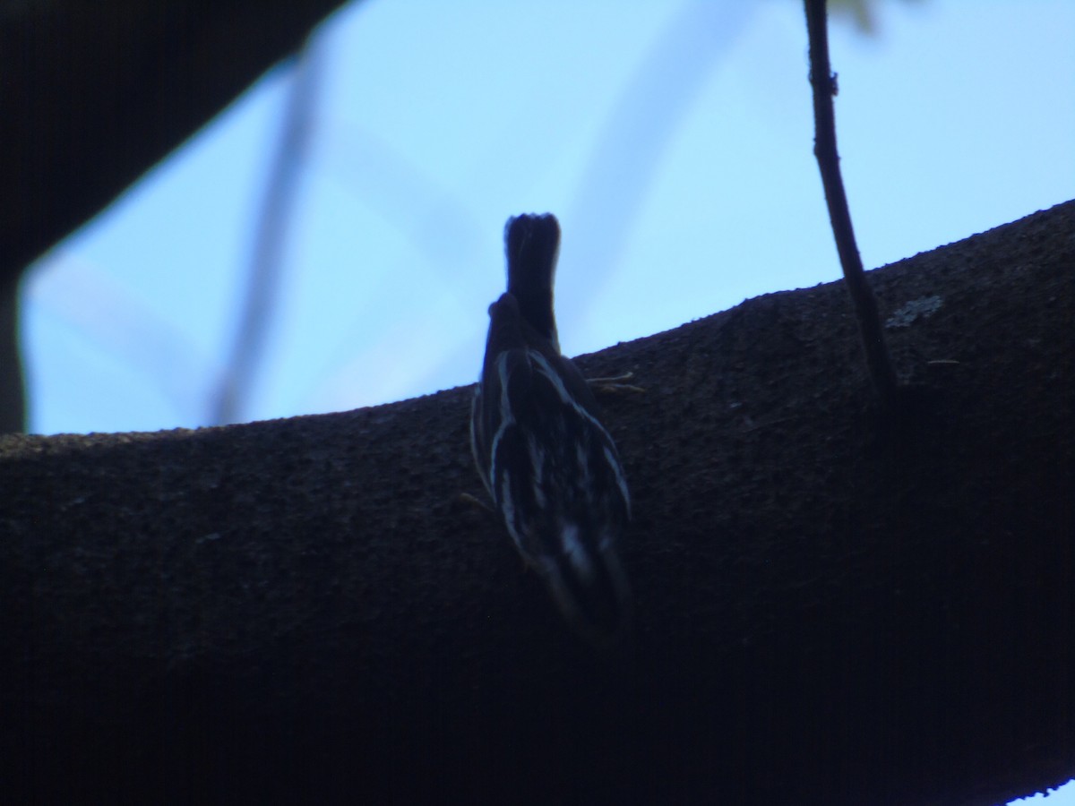 Black-and-white Warbler - ML142511251