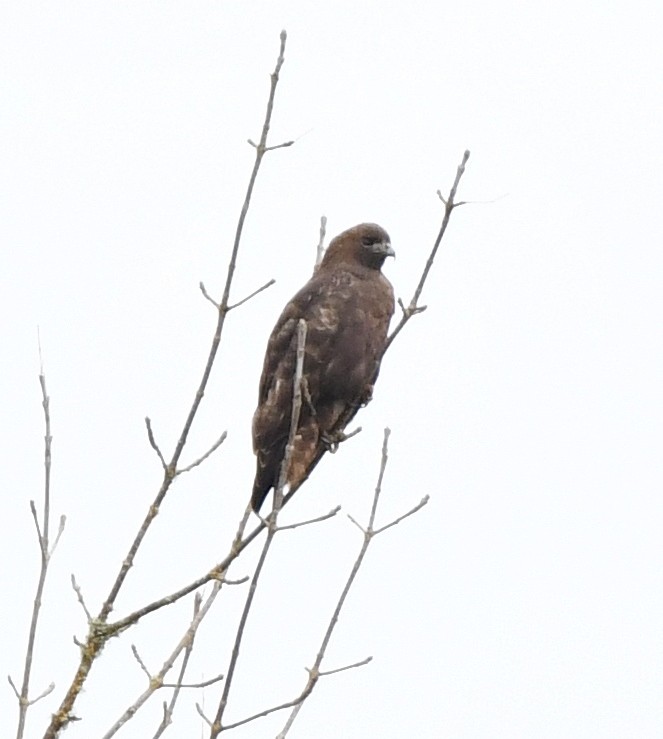 Red-tailed Hawk - ML142514271