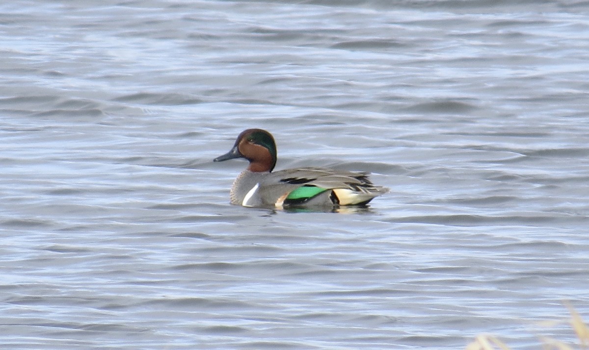 Green-winged Teal - Mike Hearell
