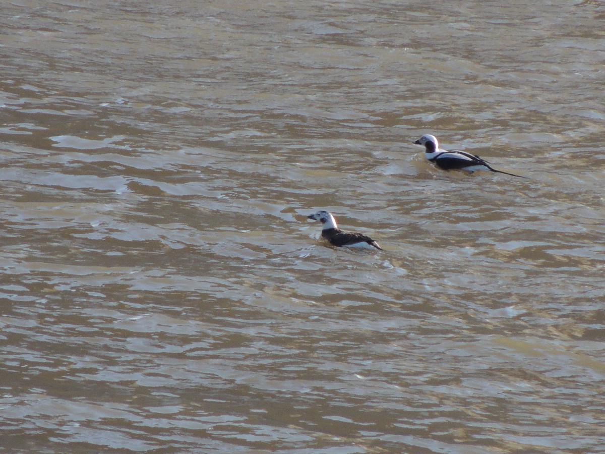 Long-tailed Duck - ML142514611