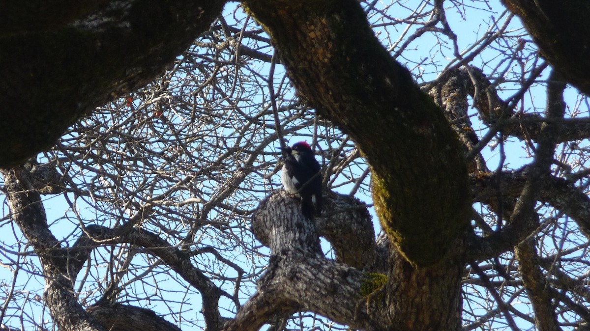 Acorn Woodpecker - ML142516391