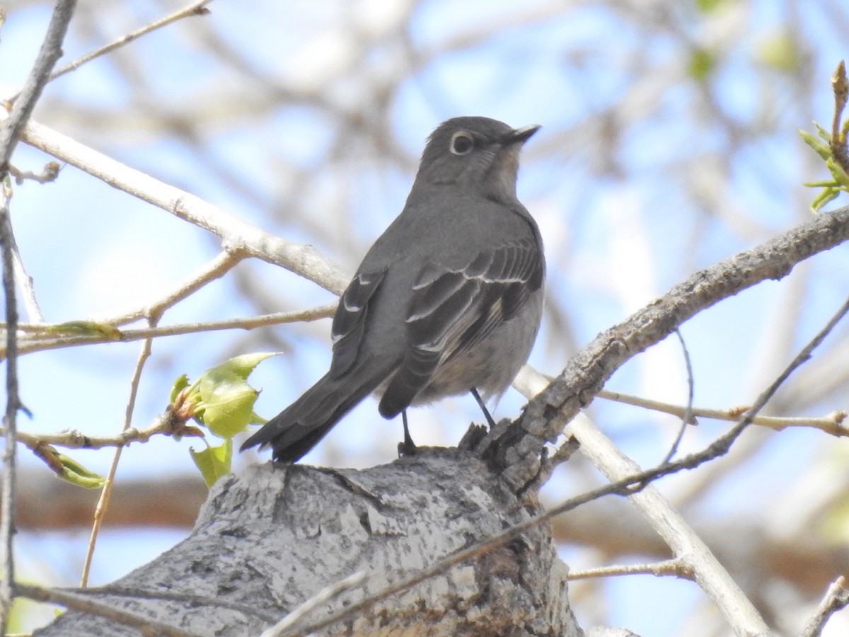 Townsend's Solitaire - ML142516751