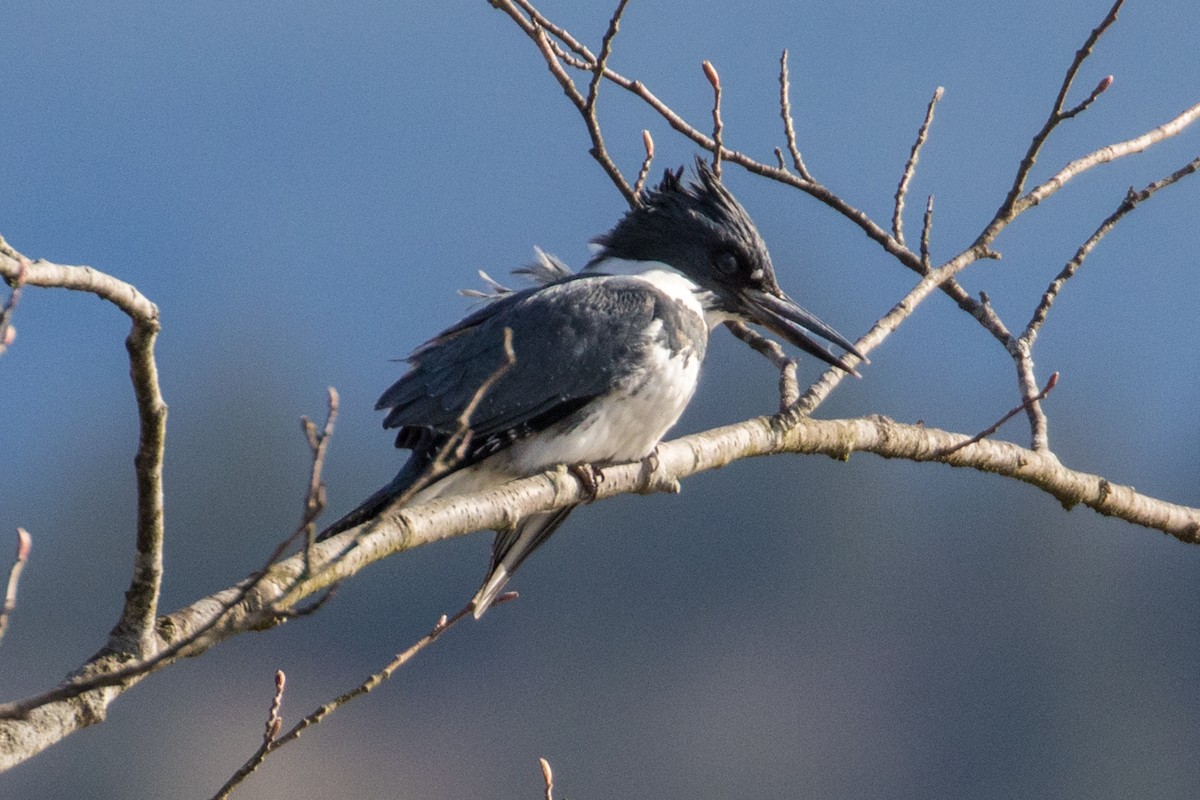 Belted Kingfisher - ML142518261