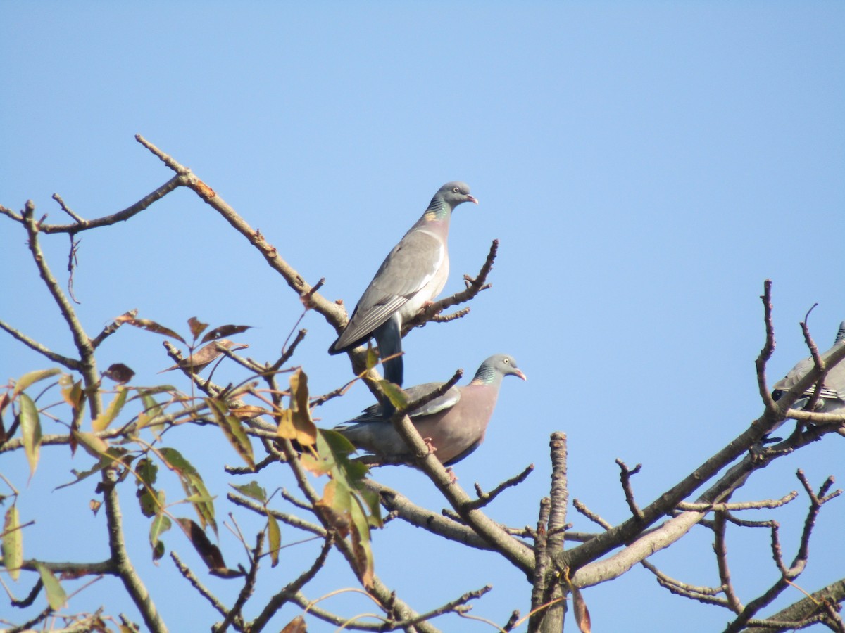 Common Wood-Pigeon - Hemant Kumar