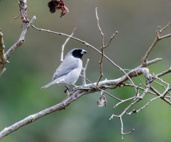 Black-faced Tanager - ML142519761