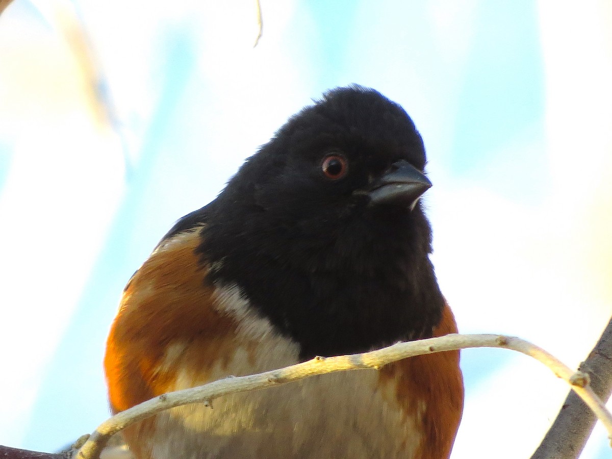 Spotted Towhee - Ted Floyd