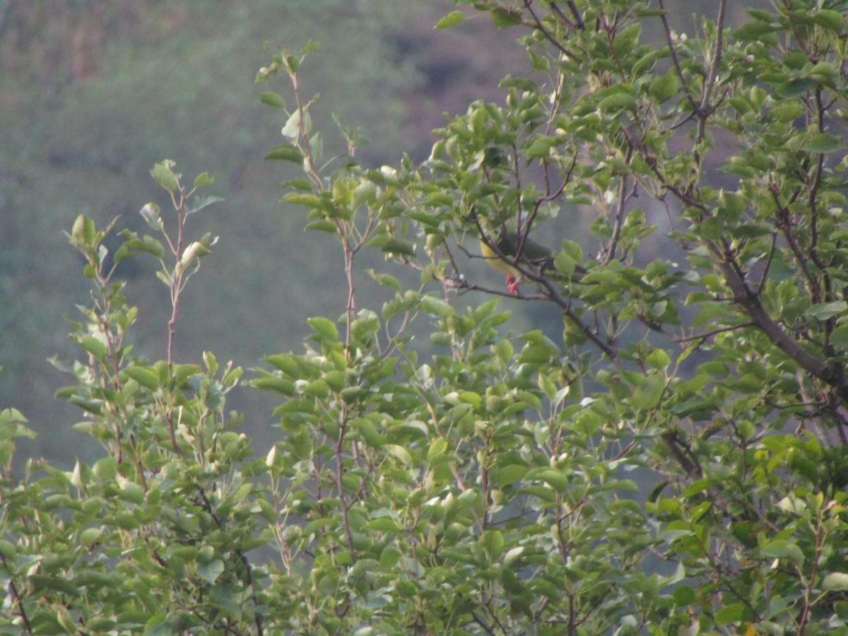 Wedge-tailed Green-Pigeon - Hemant Kumar