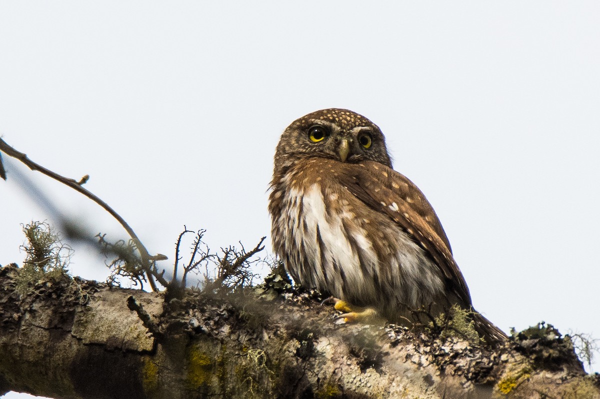 Northern Pygmy-Owl - ML142520871