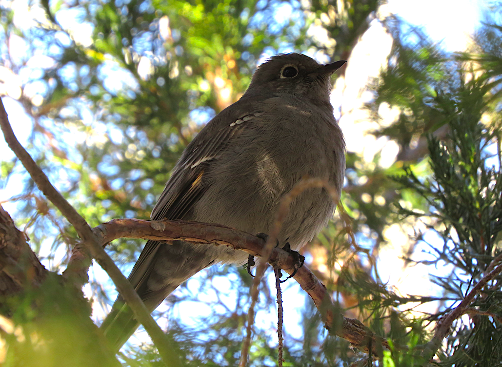Townsend's Solitaire - Ted Floyd