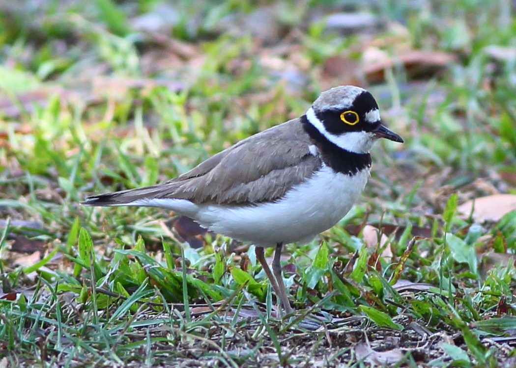 Little Ringed Plover - Piming Kuo