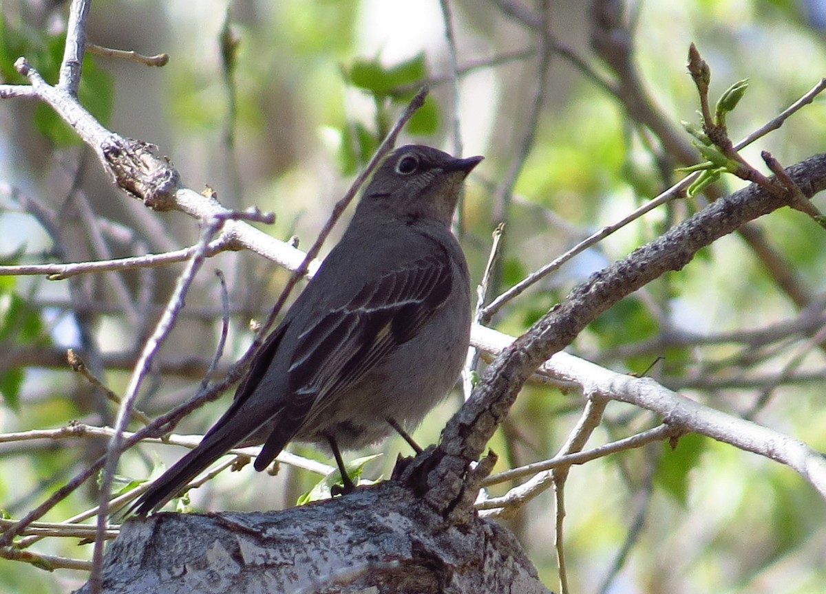 Townsend's Solitaire - ML142523971