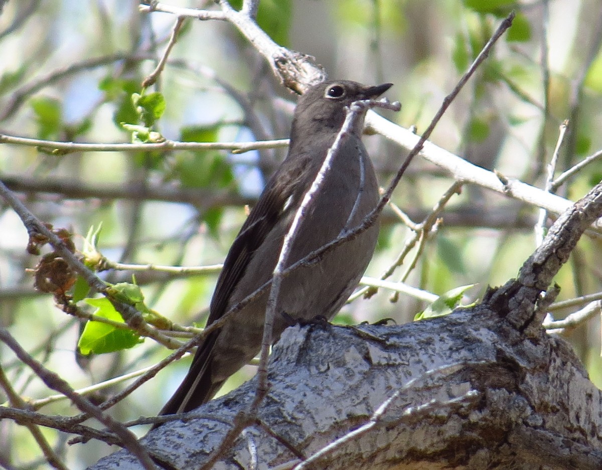 Townsend's Solitaire - Cathy Beck