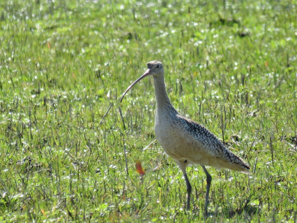 Long-billed Curlew - ML142524451