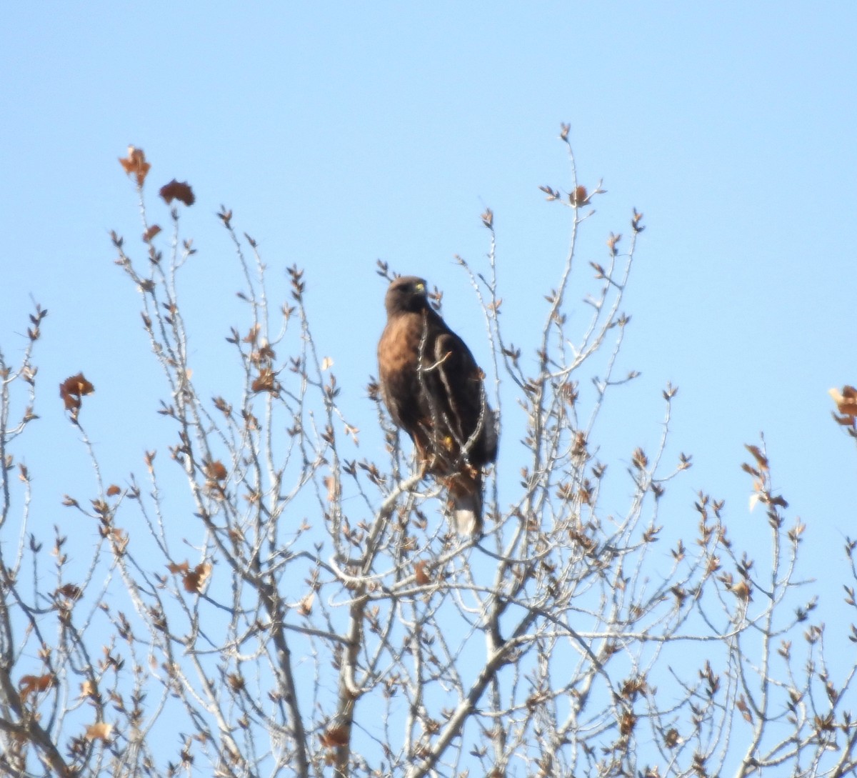 Red-tailed Hawk - ML142525721