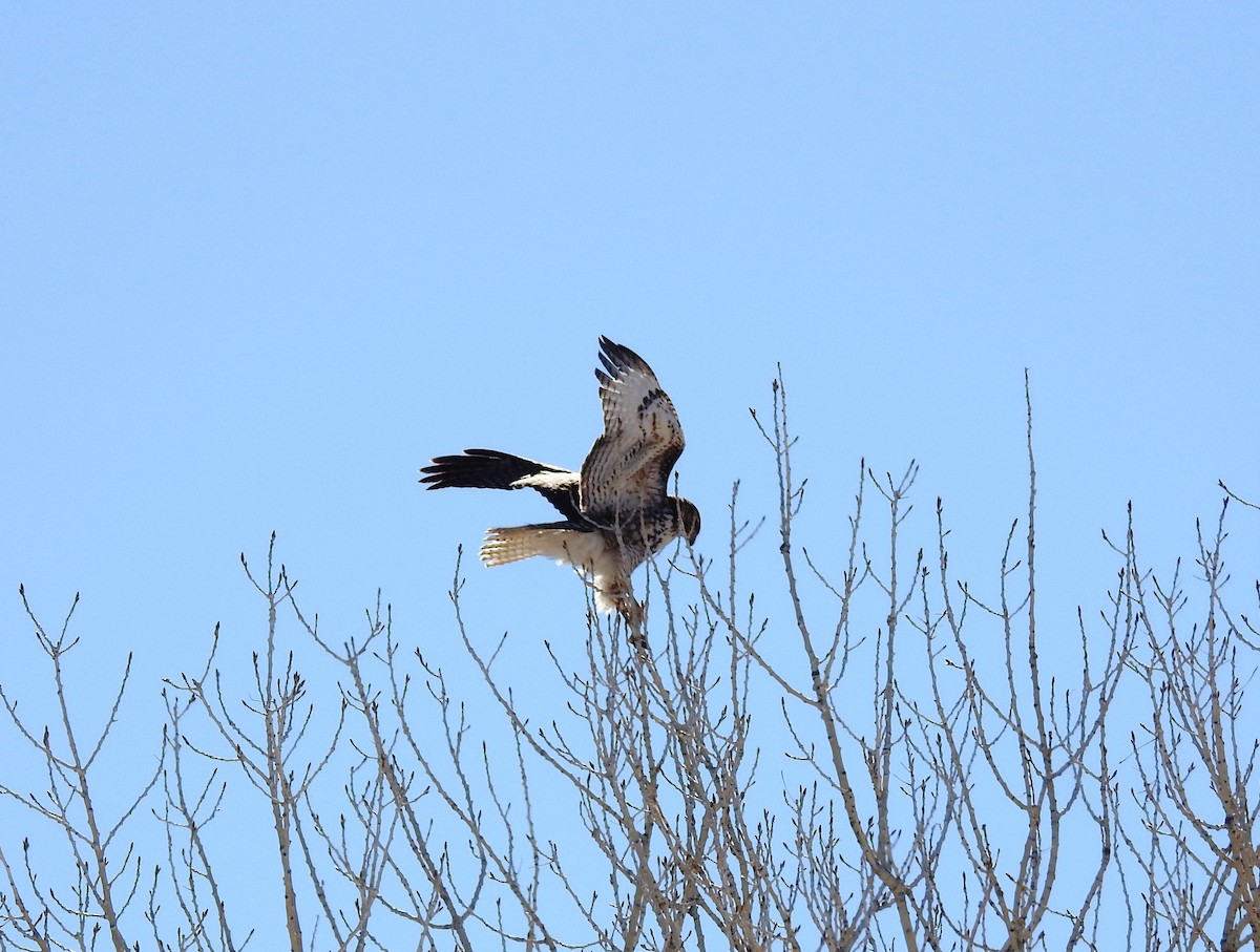 Red-tailed Hawk - ML142525751