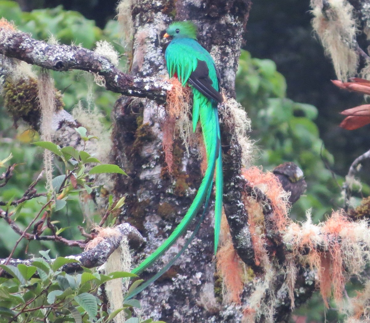 Quetzal Guatemalteco - ML142525841