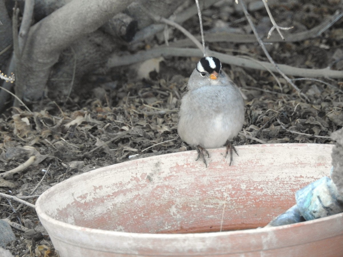 White-crowned Sparrow - ML142525991