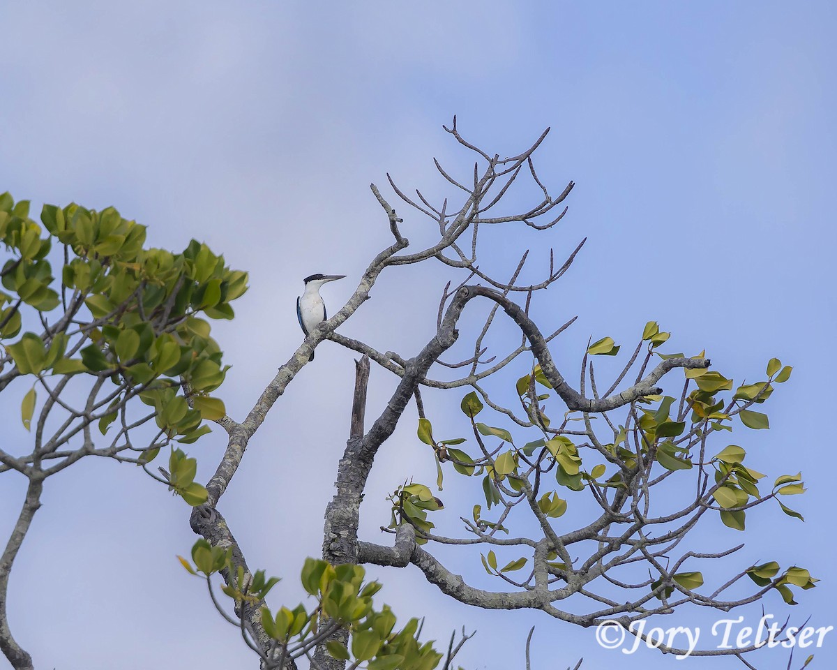 Torresian Kingfisher - Jory Teltser