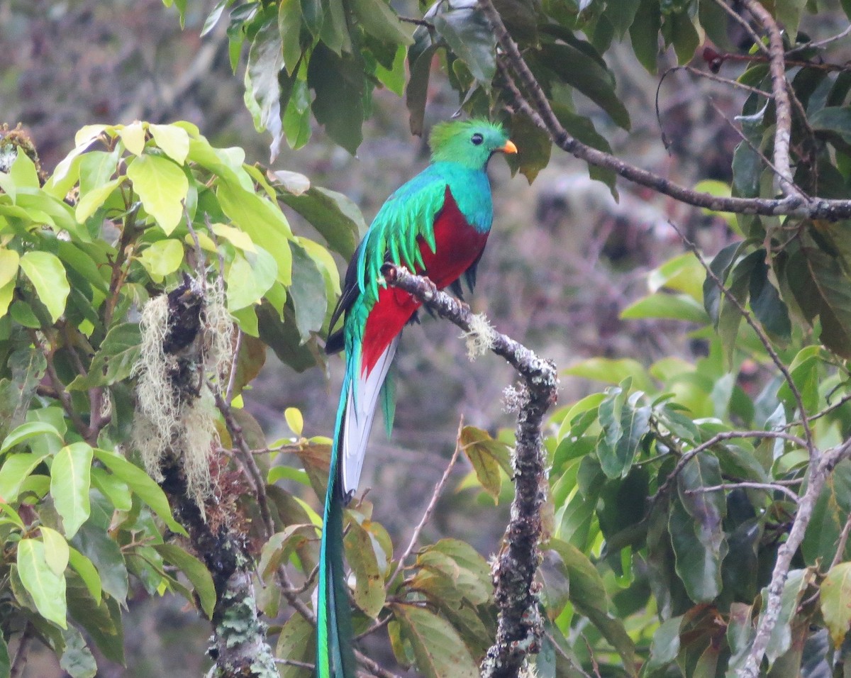 Quetzal Guatemalteco - ML142526321