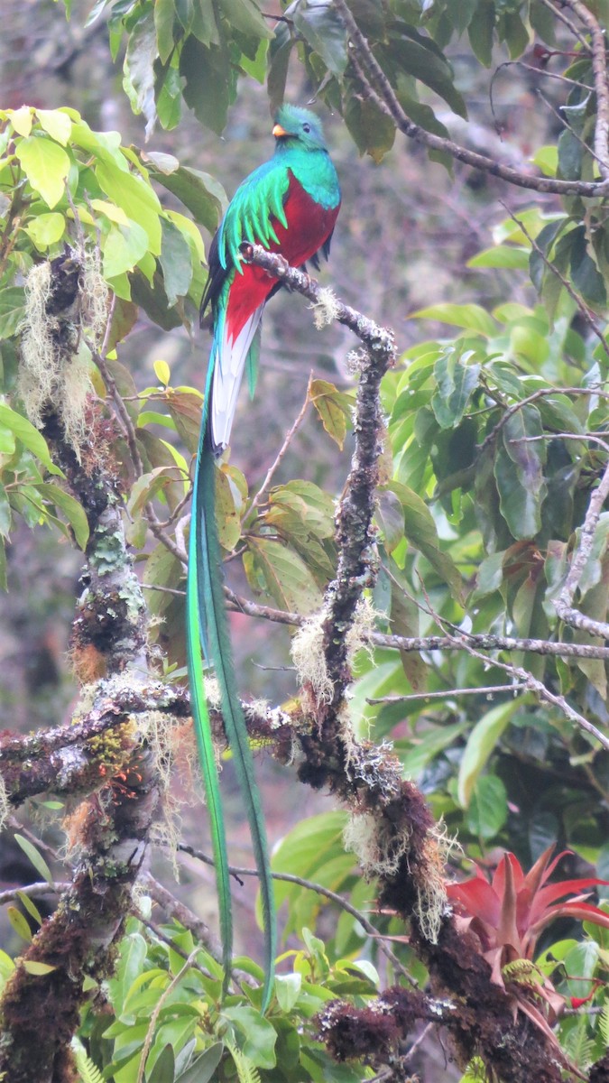 Quetzal Guatemalteco - ML142526371