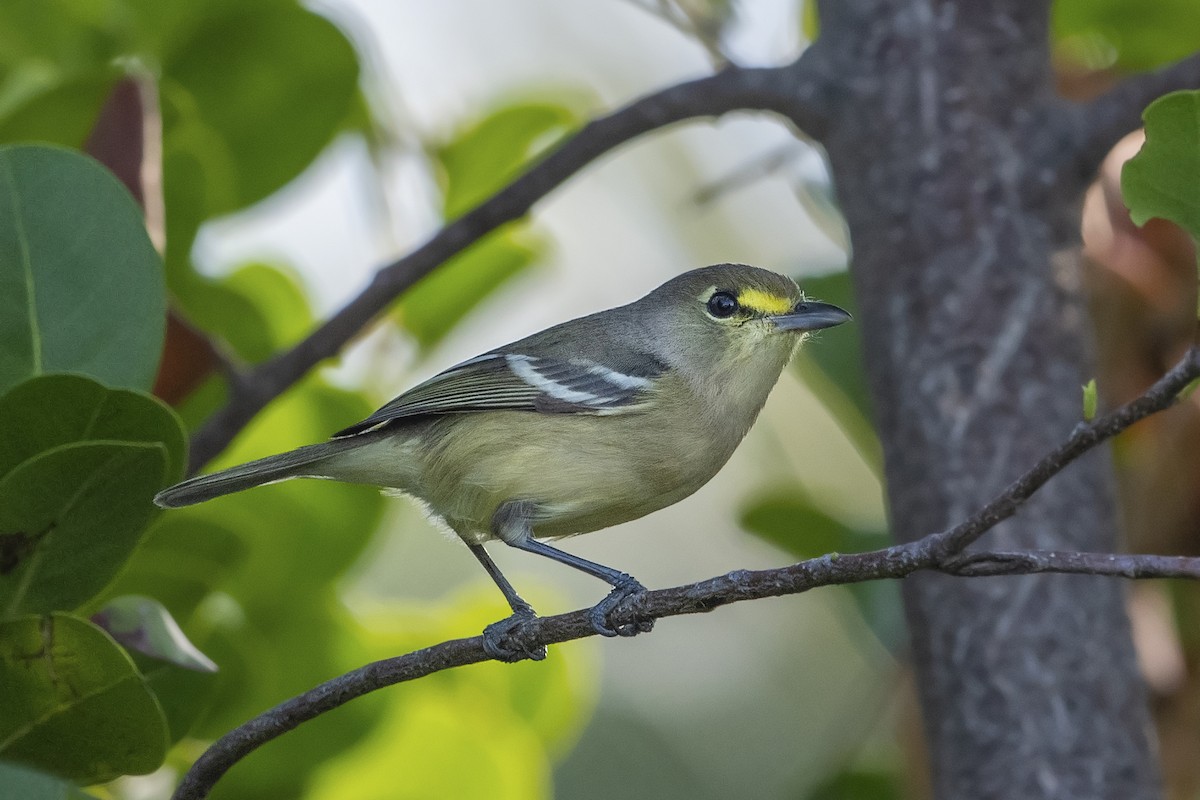 Thick-billed Vireo - ML142526471