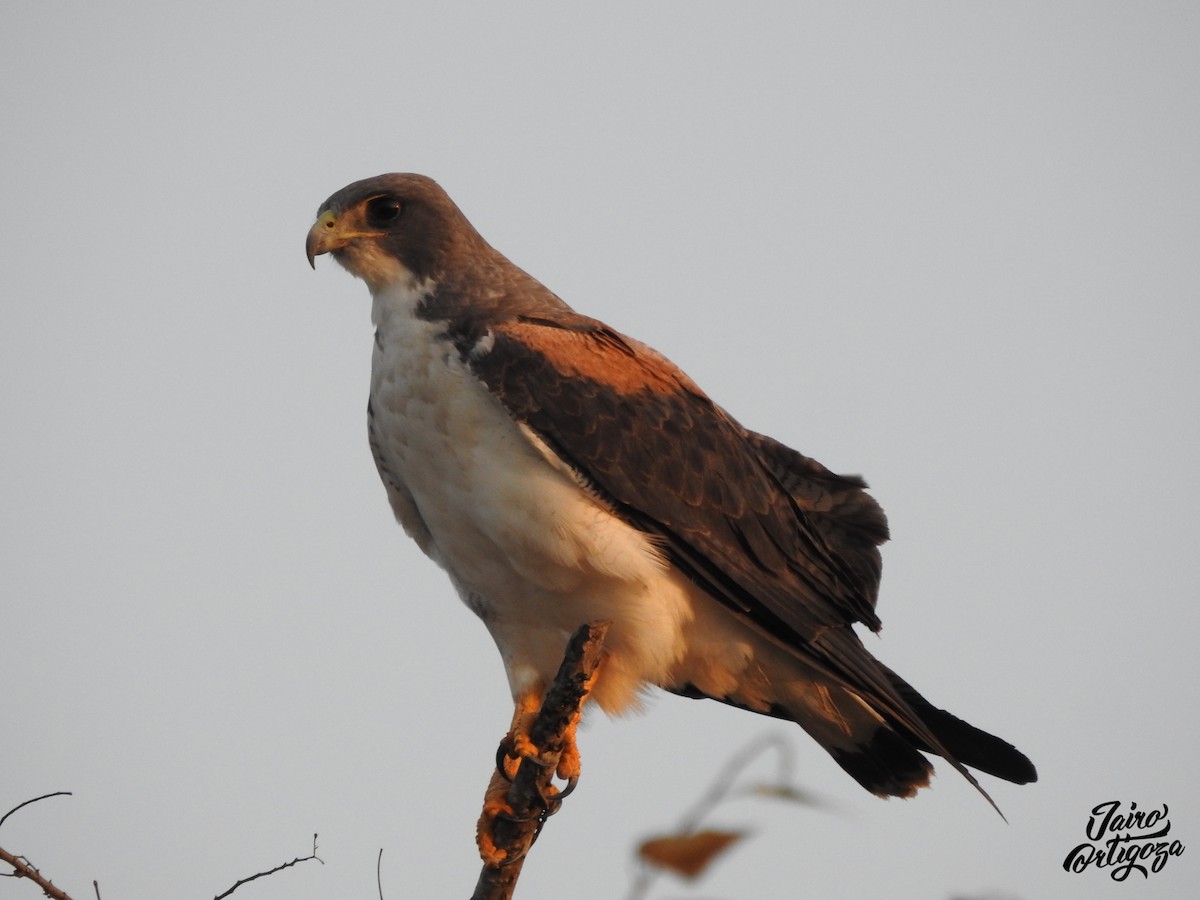 White-tailed Hawk - Jairo Ortigoza del Angel