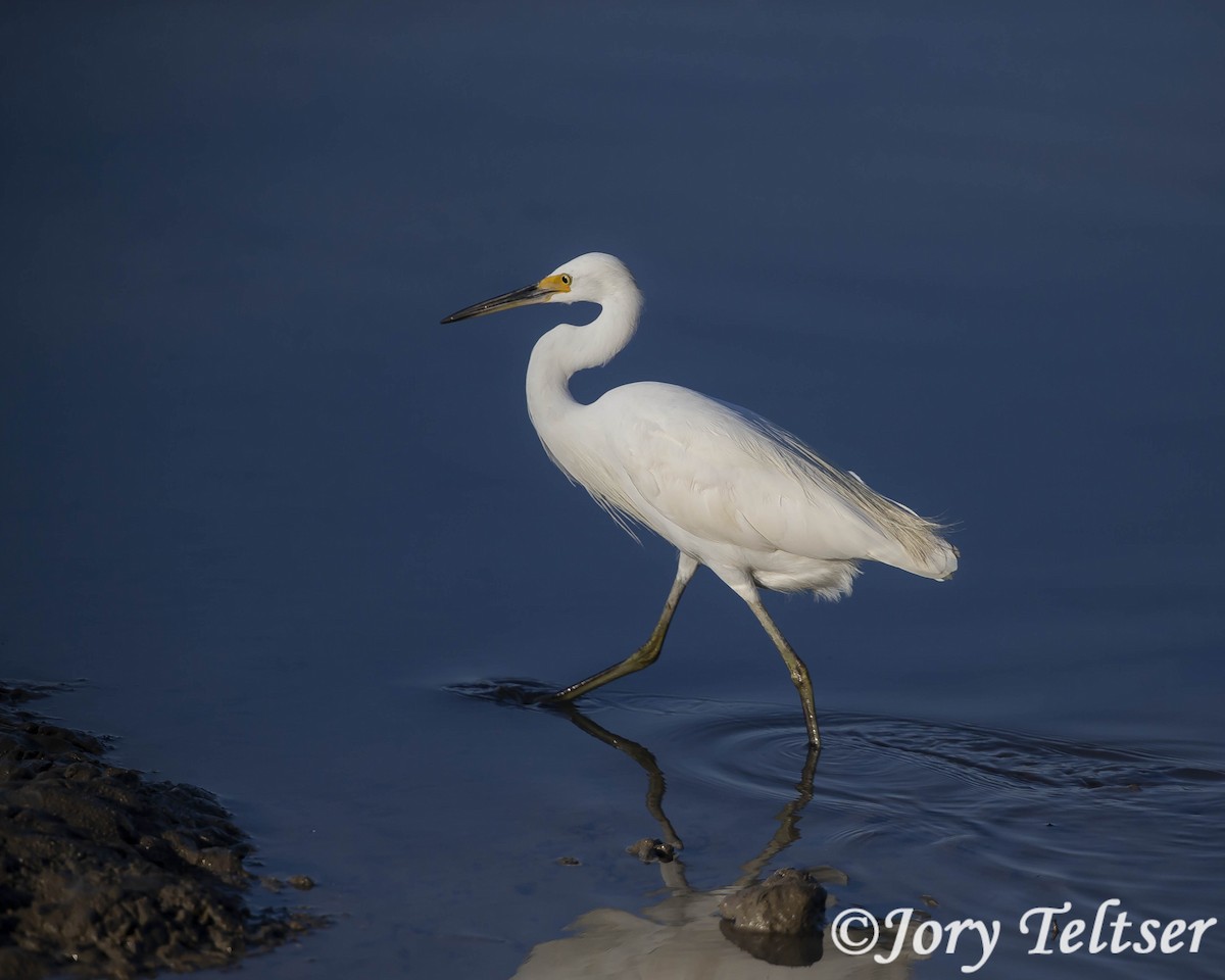 Little Egret (Australasian) - Jory Teltser