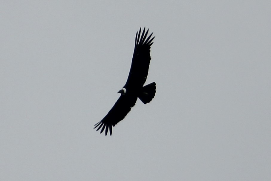 Andean Condor - Jay Huila Balvin