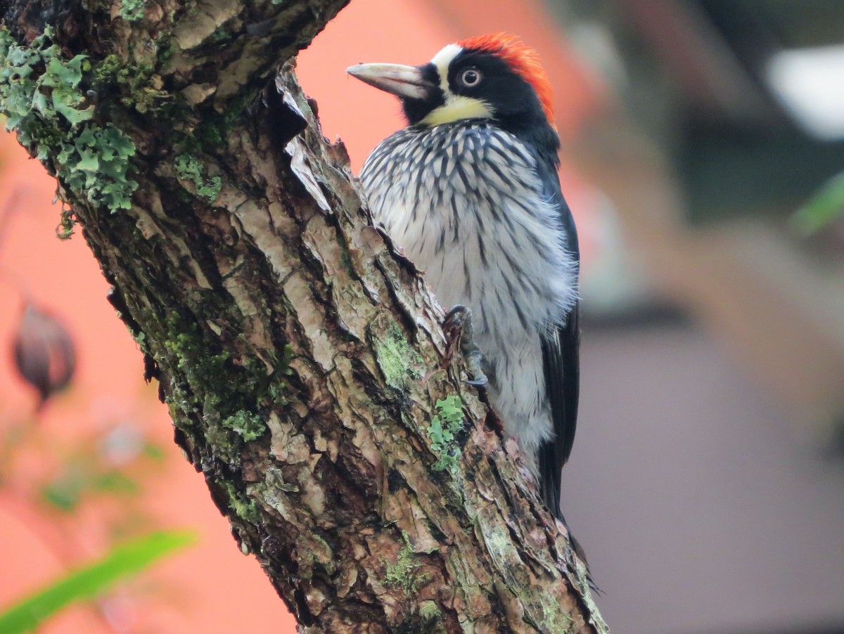 Acorn Woodpecker - Vivek Govind Kumar