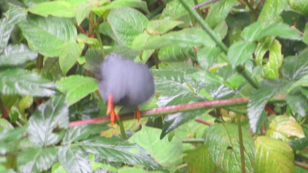 Black-faced Solitaire - ML142528141