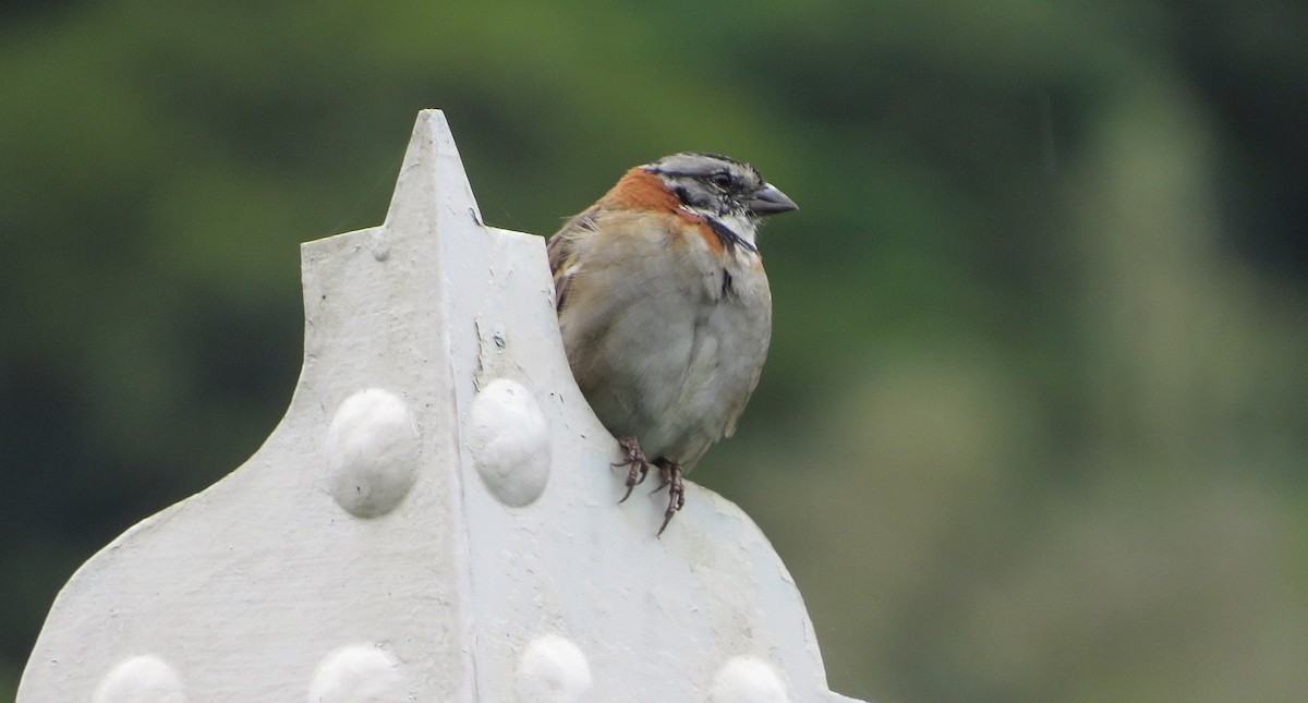 Rufous-collared Sparrow - Vivek Govind Kumar