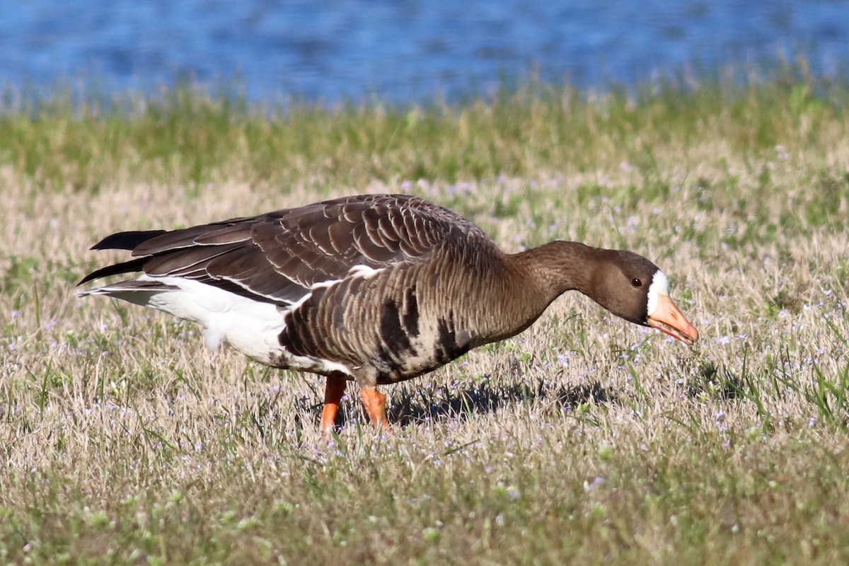 Greater White-fronted Goose - Ronald Newhouse