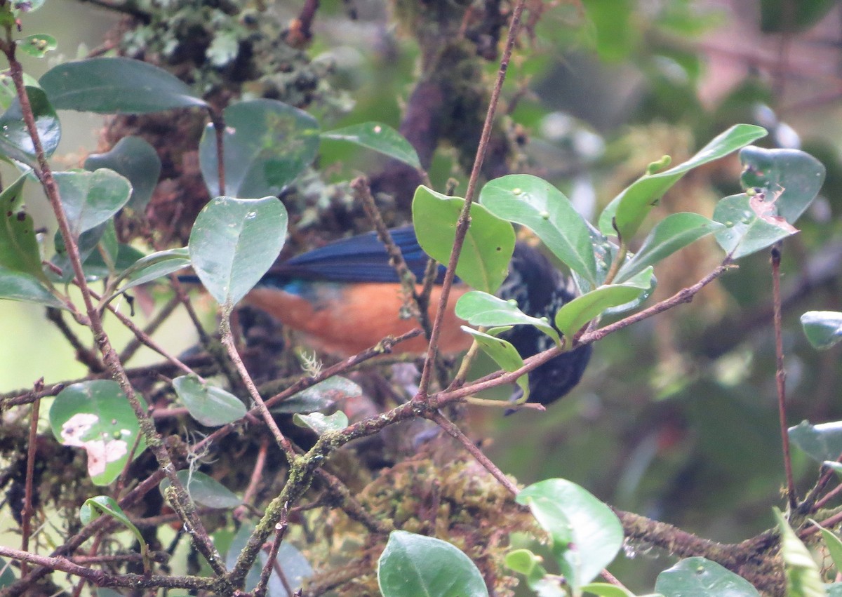Spangle-cheeked Tanager - ML142529871