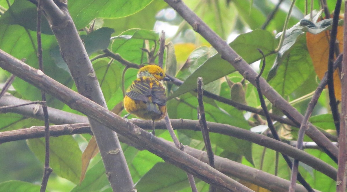 Silver-throated Tanager - ML142530361