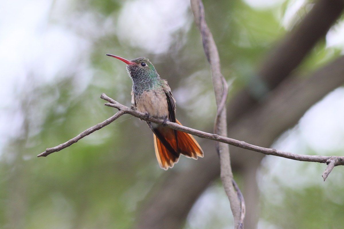Buff-bellied Hummingbird (Northern) - John O'Brien