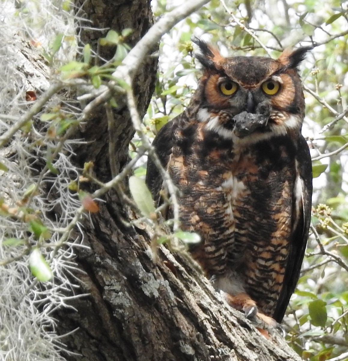 Great Horned Owl - Missy Bowen