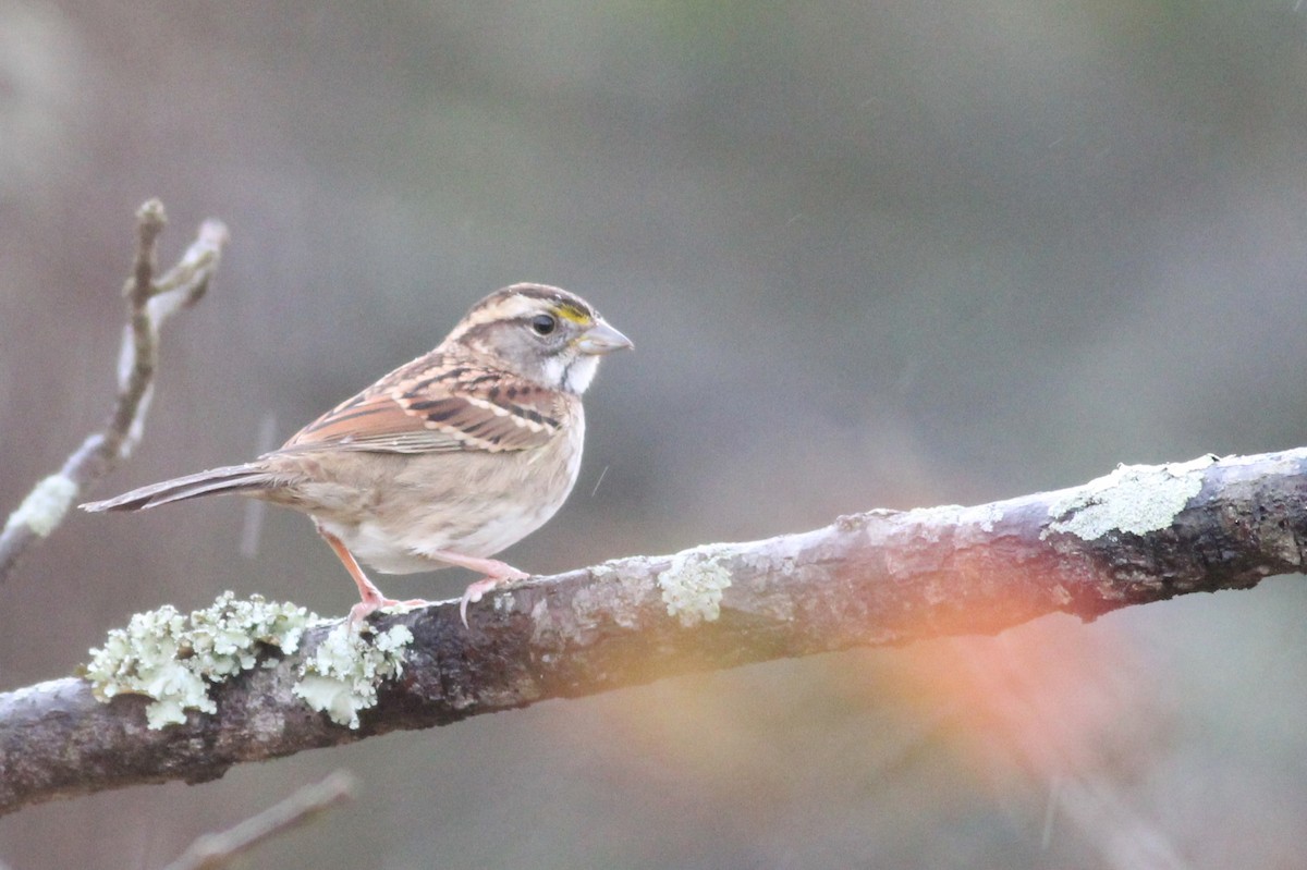 White-throated Sparrow - ML142532071