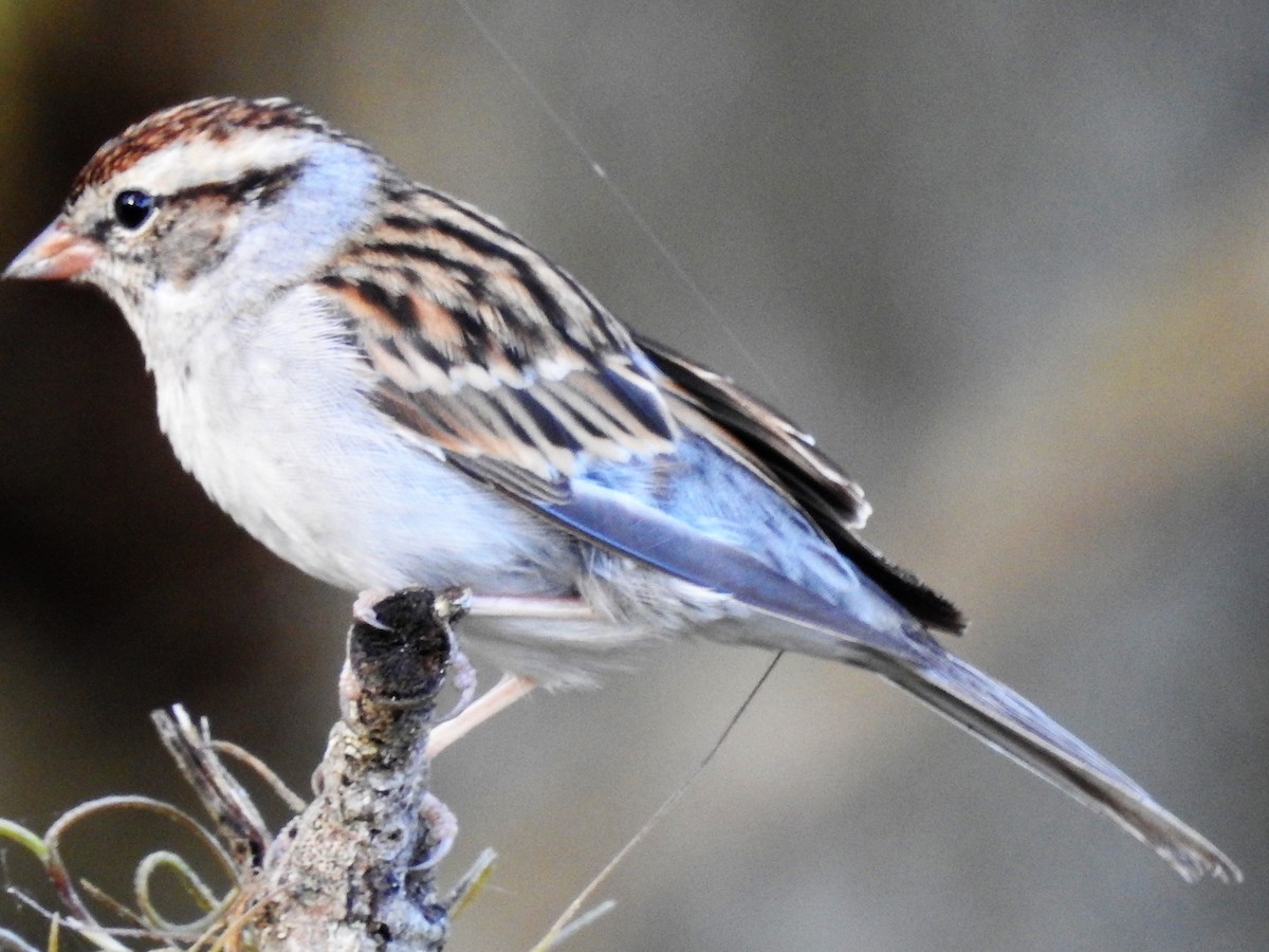 Chipping Sparrow - Dennis S Main